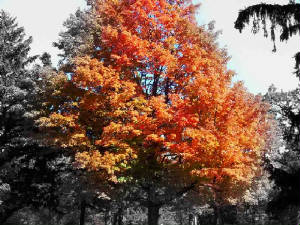 autumn.jpg